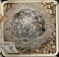 Нажмите на изображение для увеличения.

Название:	Mammillaria_aureilanata_alba_243_3.jpg
Просмотров:	161
Размер:	129.8 Кб
ID:	322453