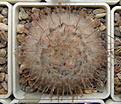 Нажмите на изображение для увеличения.

Название:	Mammillaria_pennispinosa_237_3.jpg
Просмотров:	163
Размер:	223.6 Кб
ID:	322454