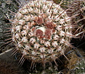 Нажмите на изображение для увеличения.

Название:	Notocactus_rutilans_090_2.jpg
Просмотров:	155
Размер:	246.3 Кб
ID:	322455