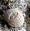 Нажмите на изображение для увеличения.

Название:	Lithops gracilidineata_08.JPG
Просмотров:	343
Размер:	106.1 Кб
ID:	322465