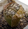 Нажмите на изображение для увеличения.

Название:	Lithops dorothea6.JPG
Просмотров:	348
Размер:	77.0 Кб
ID:	322466