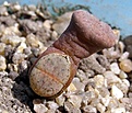 Нажмите на изображение для увеличения.

Название:	lithops turbiniformis lutea_2.jpg
Просмотров:	388
Размер:	58.4 Кб
ID:	322467