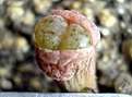 Нажмите на изображение для увеличения.

Название:	Lithops turbiniformis lutea_3.JPG
Просмотров:	386
Размер:	77.5 Кб
ID:	322468