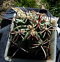 Нажмите на изображение для увеличения.

Название:	Glandulicactus mathsonii SB1449_6y_8.11.JPG
Просмотров:	153
Размер:	157.7 Кб
ID:	322493