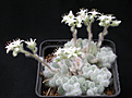 Нажмите на изображение для увеличения.

Название:	Sedum_hintonii.jpg
Просмотров:	340
Размер:	119.2 Кб
ID:	322496