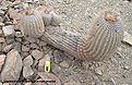 Нажмите на изображение для увеличения.

Название:	1_Copiapoa_haseltoniana_var__giganteaTaltal.jpg
Просмотров:	432
Размер:	131.6 Кб
ID:	322498