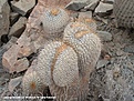 Нажмите на изображение для увеличения.

Название:	4_Copiapoa_haseltoniana_var__gigantea_forma_cristataTaltal.jpg
Просмотров:	423
Размер:	148.9 Кб
ID:	322500