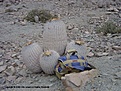 Нажмите на изображение для увеличения.

Название:	6_Copiapoa_haseltoniana_var__giganteaTaltal.jpg
Просмотров:	427
Размер:	113.2 Кб
ID:	322501