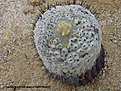 Нажмите на изображение для увеличения.

Название:	09_Copiapoa_columna-alba_f__monstrosus Chanaral30.jpg
Просмотров:	415
Размер:	177.0 Кб
ID:	322524