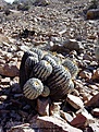 Нажмите на изображение для увеличения.

Название:	09_Copiapoa_tenebrosa-.jpg
Просмотров:	407
Размер:	177.2 Кб
ID:	322525