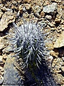 Нажмите на изображение для увеличения.

Название:	14_Copiapoa_bridgesii Chanaral.jpg
Просмотров:	412
Размер:	190.7 Кб
ID:	322527