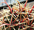 Нажмите на изображение для увеличения.

Название:	P3220012_ferocactus.jpg
Просмотров:	162
Размер:	224.5 Кб
ID:	322530