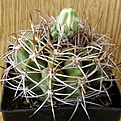 Нажмите на изображение для увеличения.

Название:	Gymnocalycium_hybopleurum_ferocior_512x512.jpg
Просмотров:	152
Размер:	240.3 Кб
ID:	322539