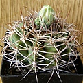 Нажмите на изображение для увеличения.

Название:	Gymnocalycium_hybopleurum_ferocior_512x512.jpg
Просмотров:	138
Размер:	240.3 Кб
ID:	322539