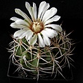 Нажмите на изображение для увеличения.

Название:	Gymnocalycium_hybopleurum_ferocior_3512x512.jpg
Просмотров:	138
Размер:	155.7 Кб
ID:	322540