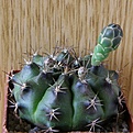 Нажмите на изображение для увеличения.

Название:	Gymnocalycium_joossensianum_10512x512.jpg
Просмотров:	155
Размер:	223.7 Кб
ID:	322541
