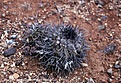 Нажмите на изображение для увеличения.

Название:	18_Copiapoa_humilis.jpg
Просмотров:	417
Размер:	134.8 Кб
ID:	322556