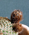 Нажмите на изображение для увеличения.

Название:	Reicheocactus pseudoreicheanus_2buds_3.121.JPG
Просмотров:	133
Размер:	126.2 Кб
ID:	322579