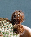 Нажмите на изображение для увеличения.

Название:	Reicheocactus pseudoreicheanus_2buds_3.121.JPG
Просмотров:	120
Размер:	126.2 Кб
ID:	322579