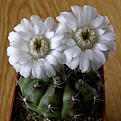 Нажмите на изображение для увеличения.

Название:	Gymnocalycium_anisitsii_1512x512.jpg
Просмотров:	154
Размер:	161.3 Кб
ID:	322620