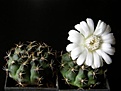 Нажмите на изображение для увеличения.

Название:	Gymnocalycium_anisitsii_3448x336.jpg
Просмотров:	168
Размер:	27.9 Кб
ID:	322621