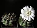 Нажмите на изображение для увеличения.

Название:	Gymnocalycium_anisitsii_3448x336.jpg
Просмотров:	155
Размер:	27.9 Кб
ID:	322621