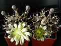 Нажмите на изображение для увеличения.

Название:	Gymnocalycium_mihanovichii_2512x384.jpg
Просмотров:	148
Размер:	135.7 Кб
ID:	322622