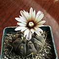 Нажмите на изображение для увеличения.

Название:	Gymnocalycium_piltziorum_512x511.jpg
Просмотров:	160
Размер:	205.1 Кб
ID:	322627