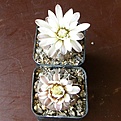 Нажмите на изображение для увеличения.

Название:	Gymnocalycium_platygonum_P216_2512x511.jpg
Просмотров:	148
Размер:	170.8 Кб
ID:	322628