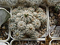 Нажмите на изображение для увеличения.

Название:	Gymnocalycium_bruchii_025_2.JPG
Просмотров:	142
Размер:	279.4 Кб
ID:	322651