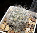 Нажмите на изображение для увеличения.

Название:	Mammillaria_glassii_LX293_557_2.JPG
Просмотров:	157
Размер:	238.7 Кб
ID:	322652