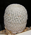 Нажмите на изображение для увеличения.

Название:	Mammillaria_pectinifera_187a_2.JPG
Просмотров:	154
Размер:	274.2 Кб
ID:	322653