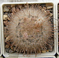 Нажмите на изображение для увеличения.

Название:	Mammillaria_pennispinosa_237_3.JPG
Просмотров:	158
Размер:	250.5 Кб
ID:	322654