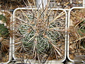 Нажмите на изображение для увеличения.

Название:	Thelocactus_lausseri_275_2.JPG
Просмотров:	152
Размер:	252.4 Кб
ID:	322656