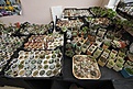 Нажмите на изображение для увеличения.

Название:	09_MG_4659.jpg
Просмотров:	177
Размер:	189.5 Кб
ID:	322673