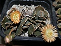 Нажмите на изображение для увеличения.

Название:	Aloinopsis malherbei.JPG
Просмотров:	140
Размер:	199.1 Кб
ID:	322676