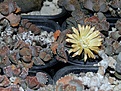 Нажмите на изображение для увеличения.

Название:	Aloinopsis luckhoffii.JPG
Просмотров:	161
Размер:	123.9 Кб
ID:	322678