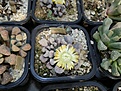 Нажмите на изображение для увеличения.

Название:	Titanopsis schwantesii H4433.JPG
Просмотров:	161
Размер:	119.5 Кб
ID:	322680