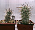 Нажмите на изображение для увеличения.

Название:	2_2012_03_29035.jpg
Просмотров:	214
Размер:	139.3 Кб
ID:	322703