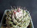 Нажмите на изображение для увеличения.

Название:	Strombocactus disciformis_11y_2buds_3.12.JPG
Просмотров:	142
Размер:	102.7 Кб
ID:	322707