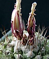 Нажмите на изображение для увеличения.

Название:	Strombocactus disciformis_3buds_4.12.JPG
Просмотров:	166
Размер:	125.1 Кб
ID:	322717