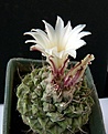 Нажмите на изображение для увеличения.

Название:	Strombocactus disciformis_12y_1fl_4.12.JPG
Просмотров:	164
Размер:	99.5 Кб
ID:	322718