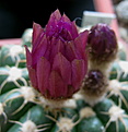 Нажмите на изображение для увеличения.

Название:	1_2012_04_04048.jpg
Просмотров:	162
Размер:	79.4 Кб
ID:	322725