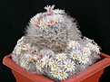 Нажмите на изображение для увеличения.

Название:	2_Mammillaria_bocasana.jpg
Просмотров:	159
Размер:	157.3 Кб
ID:	322731