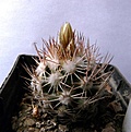Нажмите на изображение для увеличения.

Название:	Cochiseia robbinsorum_buds.JPG
Просмотров:	164
Размер:	134.7 Кб
ID:	322735