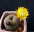 Нажмите на изображение для увеличения.

Название:	Reicheocactus pseudoreicheanus_9y_1fl_5.4.12.JPG
Просмотров:	147
Размер:	121.3 Кб
ID:	322740