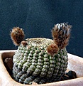 Нажмите на изображение для увеличения.

Название:	Reicheocactus pseudoreicheanus_9y_4buds_3.12.JPG
Просмотров:	156
Размер:	183.4 Кб
ID:	322741