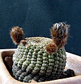 Нажмите на изображение для увеличения.

Название:	Reicheocactus pseudoreicheanus_9y_4buds_3.12.JPG
Просмотров:	145
Размер:	183.4 Кб
ID:	322741