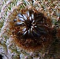 Нажмите на изображение для увеличения.

Название:	Reicheocactus pseudoreicheanus_9y_Budbig_5.4.12.JPG
Просмотров:	158
Размер:	29.8 Кб
ID:	322742