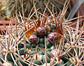 Нажмите на изображение для увеличения.

Название:	4_2012_04_07029_1.jpg
Просмотров:	163
Размер:	179.9 Кб
ID:	322751